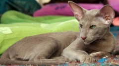 Oriental cat (oriental)